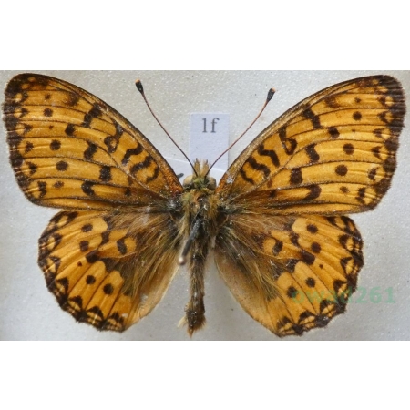 Argynnis adippe (Denis & Schiffermüller, 1775) male Dostojka adype Czech1f